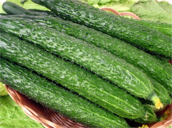 #微肥課堂#黃瓜味苦，天氣or肥料，到底誰(shuí)之過(guò)？