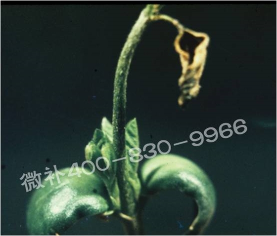 莖尖枯死，到底是缺硼還是缺鈣？