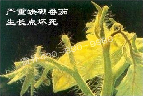 莖尖枯死，到底是缺硼還是缺鈣？