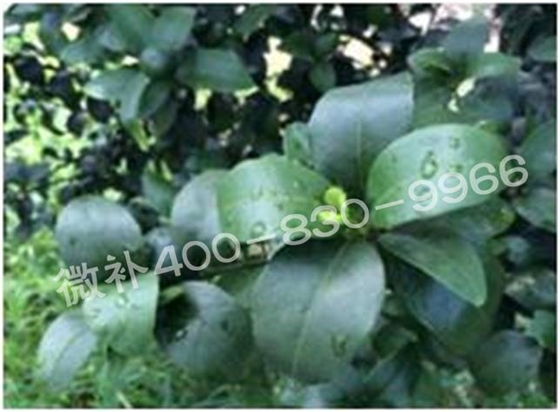 柑橘春梢弱，難抽發(fā)，到底是什么原因？