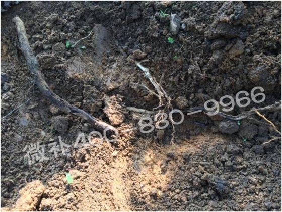 柑橘春梢弱，難抽發(fā)，到底是什么原因？