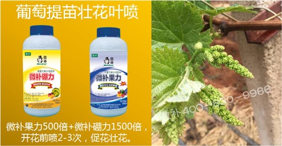 葡萄萌芽期如何預防倒春寒？
