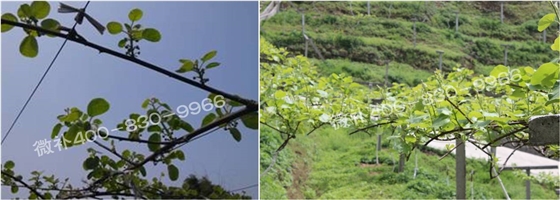 獼猴桃萌芽期如何施肥，才能促進(jìn)萌芽齊、萌芽壯？