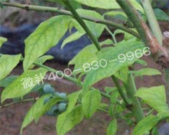 藍莓黃葉是缺素還是病害？