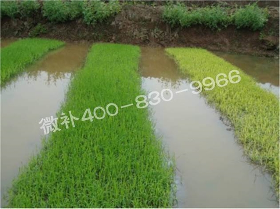 水稻黃秧、爛秧怎么辦？