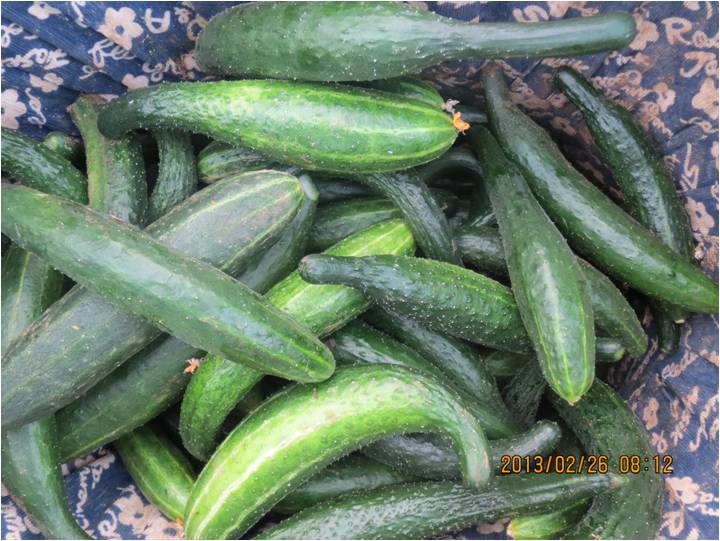 #微肥課堂#黃瓜味苦，天氣or肥料，到底誰(shuí)之過(guò)？