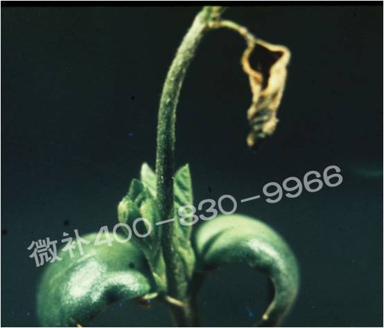 莖尖枯死，到底是缺硼還是缺鈣？