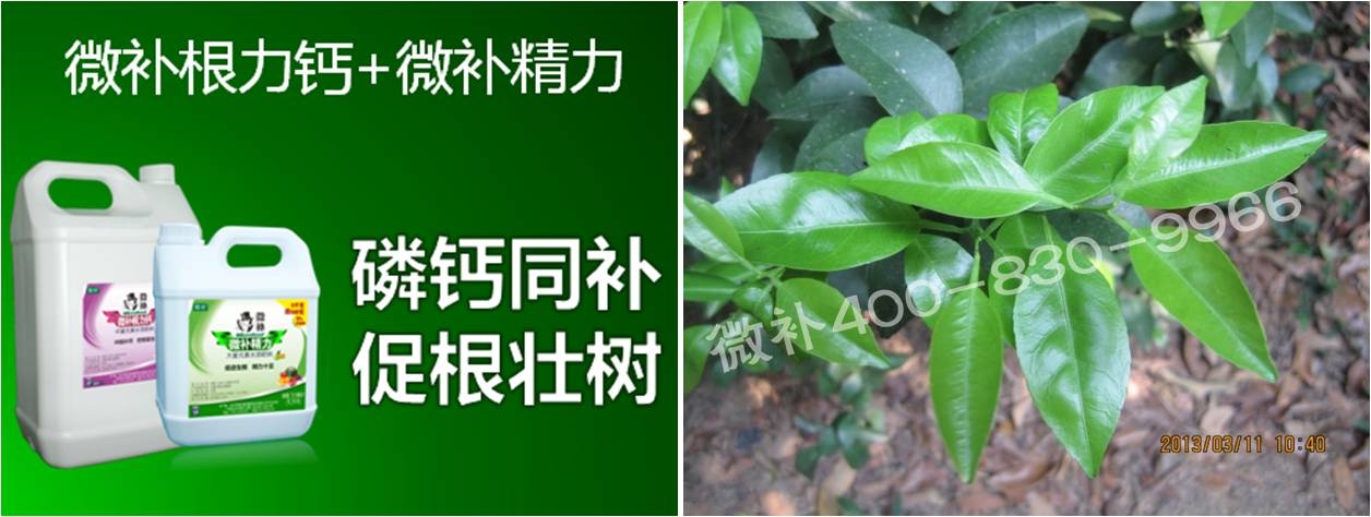 柑橘春梢弱，難抽發(fā)，到底是什么原因？