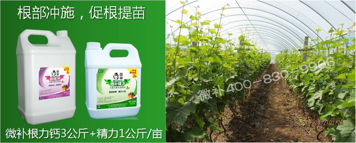 葡萄萌芽期如何預防倒春寒？