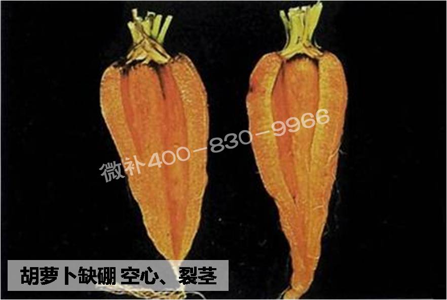大田作物缺硼，就用高生物活性海藻液體硼，補硼更有效！