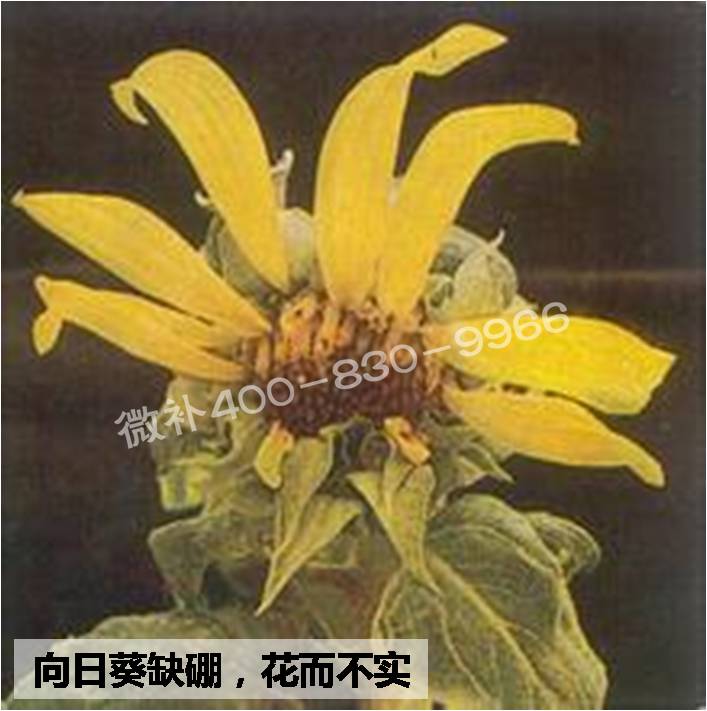 大田作物缺硼，就用高生物活性海藻液體硼，補硼更有效！