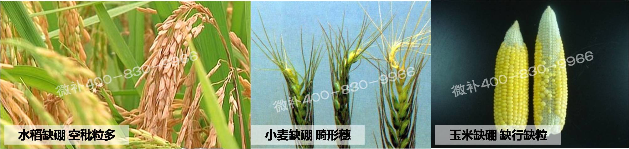 大田作物缺硼，就用高生物活性海藻液體硼，補硼更有效！