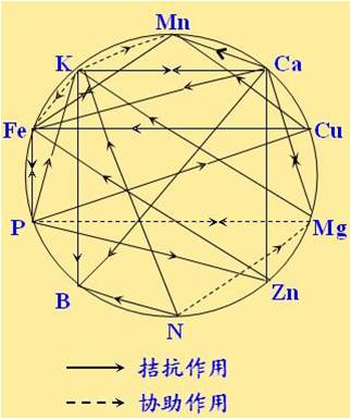 原料型鉀肥和鎂肥為什么會(huì )發(fā)生拮抗？