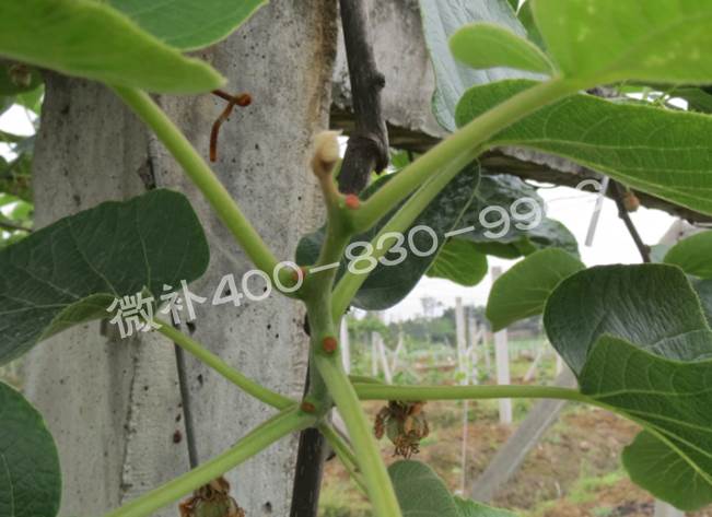 獼猴桃缺鈣對抽梢開(kāi)花有什么影響？