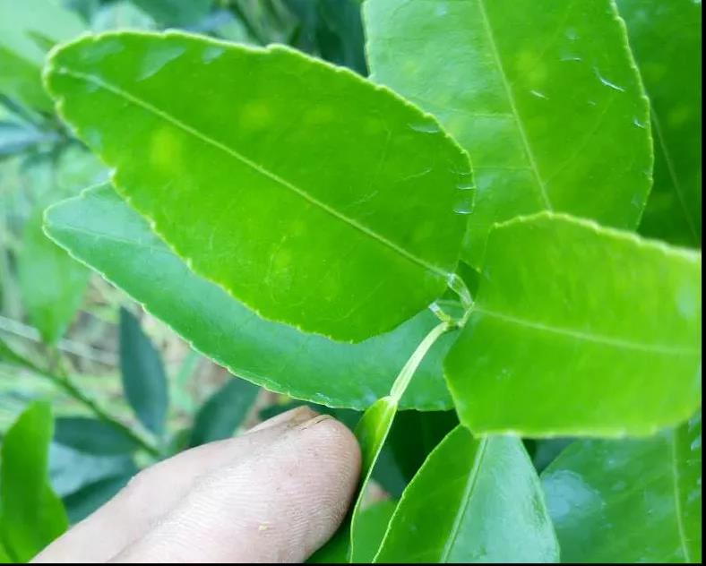 潰瘍病葉 潰瘍病葉