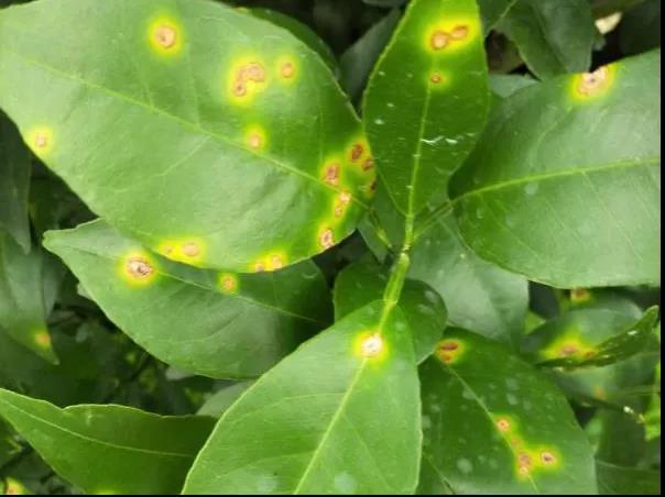 潰瘍病葉 潰瘍病葉