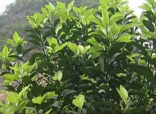柑橘淋沖微補鈣肥，促根預防黃樹(shù)，樹(shù)壯保果品質(zhì)好