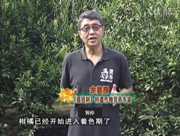 20150928珠江臺搖錢(qián)樹(shù)：如何提高柑橘硬度？預防減少浮皮霜凍果