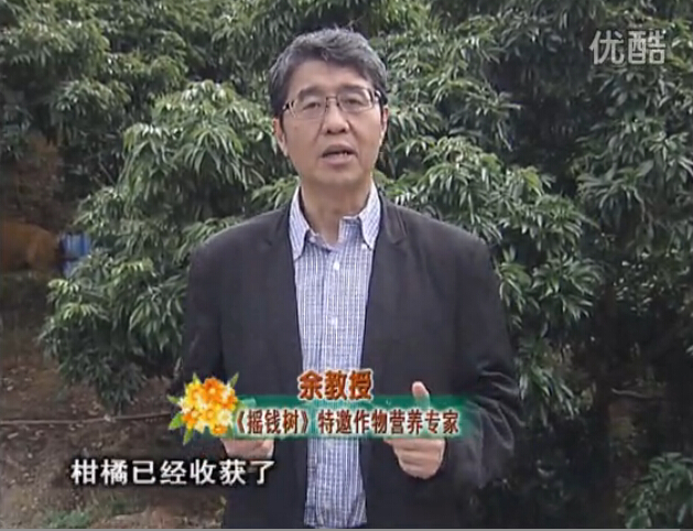20160104珠江臺搖錢(qián)樹(shù)：防治柑橘黃樹(shù)、減少采后弱樹(shù) 撒微補倍力、噴碧力+壯力