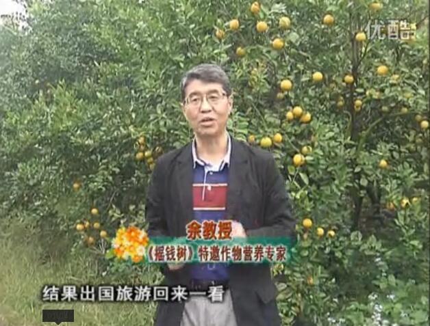 20160111珠江臺搖錢(qián)樹(shù)：貢柑大場(chǎng)樹(shù)弱黃葉，今年樹(shù)勢大翻身果靚還高價(jià)！