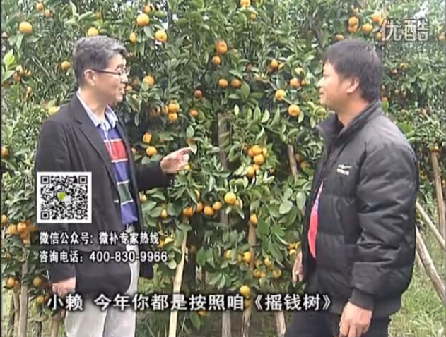 20160125珠江臺搖錢(qián)樹(shù)：如何解決柑橘兩大問(wèn)題：黃樹(shù)和果品質(zhì)差？