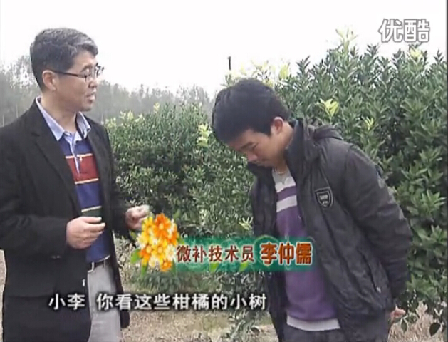 20160215珠江臺搖錢(qián)樹(shù)：柑橘小樹(shù)頭年掛果撒微補倍力、噴花力+碧力，壯樹(shù)促花好