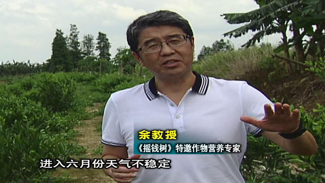 20160613珠江臺搖錢(qián)樹(shù)：柑橘?lài)娢⒀a蓋力、淋根力鈣，補鈣減少裂果、太陽(yáng)果、果更硬