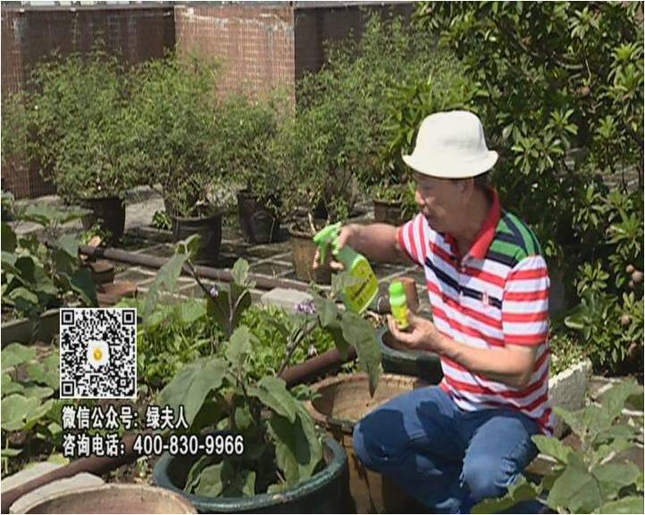 20160613珠江臺搖錢(qián)樹(shù)：天臺種茄瓜用綠夫人，長(cháng)勢靚，開(kāi)花結果好