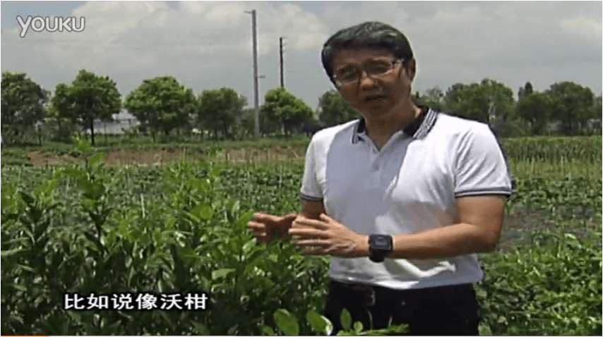 20160627珠江臺搖錢(qián)樹(shù)：柑橘減少黃葉花葉，淋微補根力鈣+沖力鎂、噴微補碧力