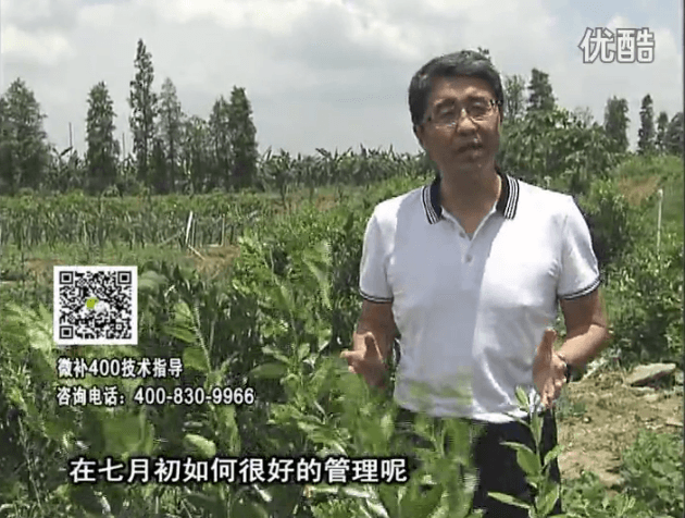 20160704珠江臺搖錢(qián)樹(shù)：柑橘淋微補根力鈣+沖力鎂+全力，秋梢整齊健壯、梢果同長(cháng)