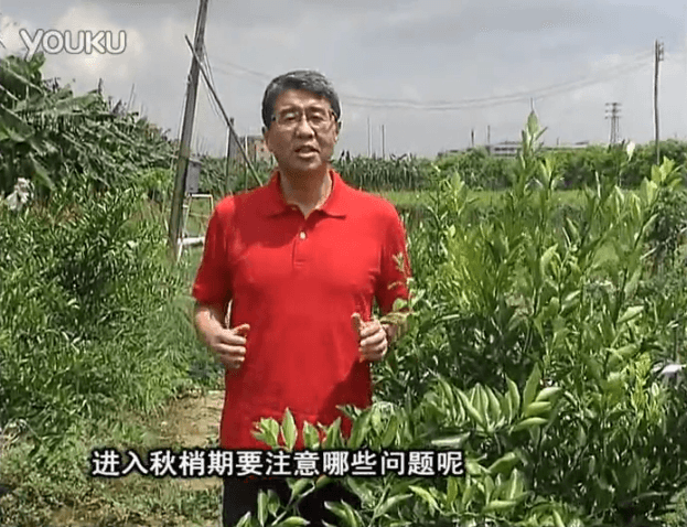 20160711珠江臺搖錢(qián)樹(shù)：預防柑橘秋梢發(fā)黃、不轉綠，用微補秋梢肥方案