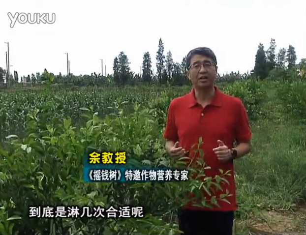 20160718珠江臺搖錢(qián)樹(shù)：柑橘放新梢怎么淋水肥好？2次微補秋梢整齊健壯