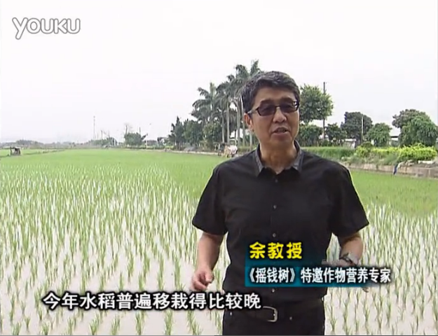 20160530珠江臺搖錢樹：水稻撒微補倍力、噴苗力，返青分蘗好，產量高