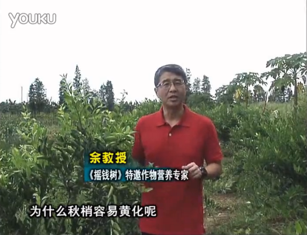 20160725珠江臺搖錢(qián)樹(shù)：柑橘淋微補調力，調酸預防秋梢黃化、促進(jìn)果實(shí)膨大