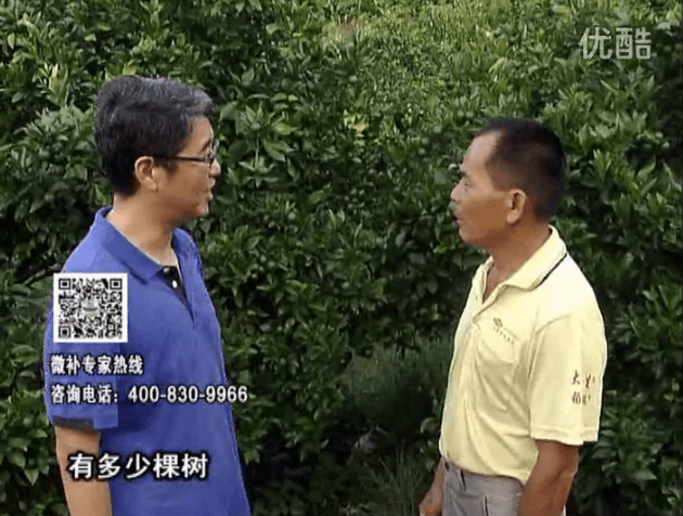 20160801珠江臺搖錢(qián)樹(shù)：柑橘連續7年用微補方案，保樹(shù)青綠每年增產(chǎn)30%