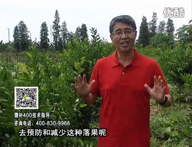 20160808珠江臺搖錢(qián)樹(shù)：柑橘?lài)娢⒀a碧力+壯力或蓋力，預防減少缺鎂落果，果硬膨大好