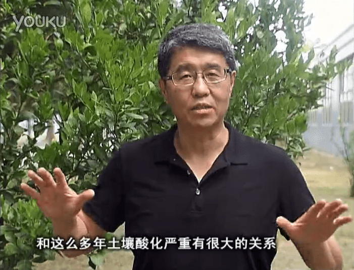 20160905珠江臺搖錢(qián)樹(shù)：柑橘秋風(fēng)一吹就黃，調酸淋沖微補調力是關(guān)鍵，同時(shí)保樹(shù)膨果