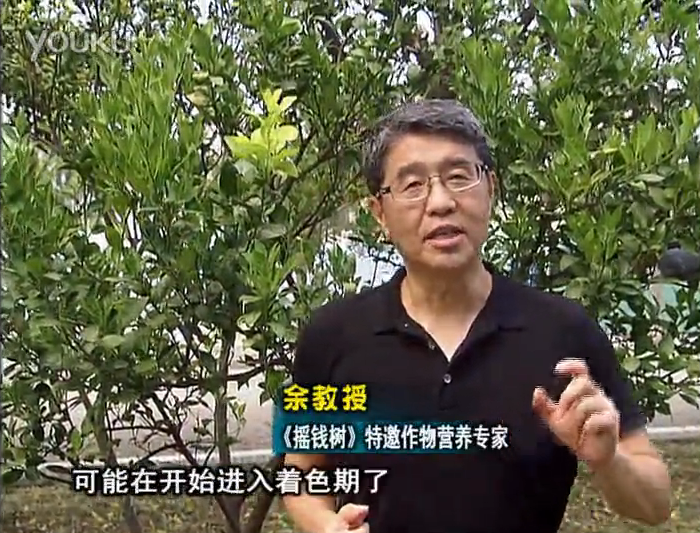 20160912珠江臺搖錢(qián)樹(shù)：柑橘用微補方案，果實(shí)著(zhù)色好，提前促花、預防落果