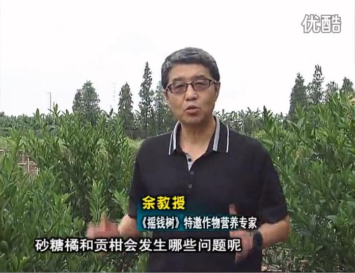 20160919珠江臺搖錢(qián)樹(shù)：柑橘用微補方案，減少秋梢落果裂果，保樹(shù)膨果好