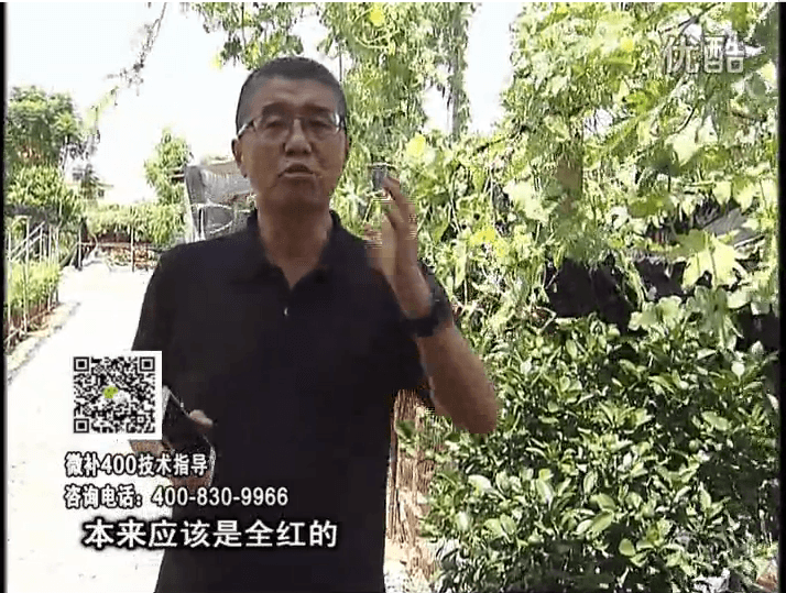 珠江臺搖錢(qián)樹(shù)：柑橘著(zhù)色葉噴紅果力，著(zhù)色均勻增甜增重