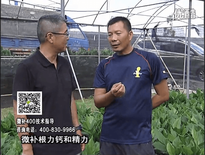 珠江臺搖錢(qián)樹(shù)：盆栽綠植澆施微補根力鈣+精力，促根多長(cháng)勢青綠