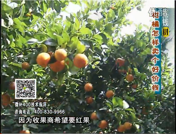 20161107珠江臺搖錢(qián)樹(shù)：柑橘?lài)娛┪⒀a紅果力、蓋力，增甜增重賣(mài)價(jià)高