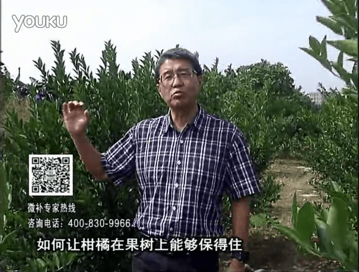 20161128珠江臺搖錢(qián)樹(shù)：柑橘?lài)娢⒀a蓋力、碧力，低溫抗凍，果掛得住，預防減少采前落果