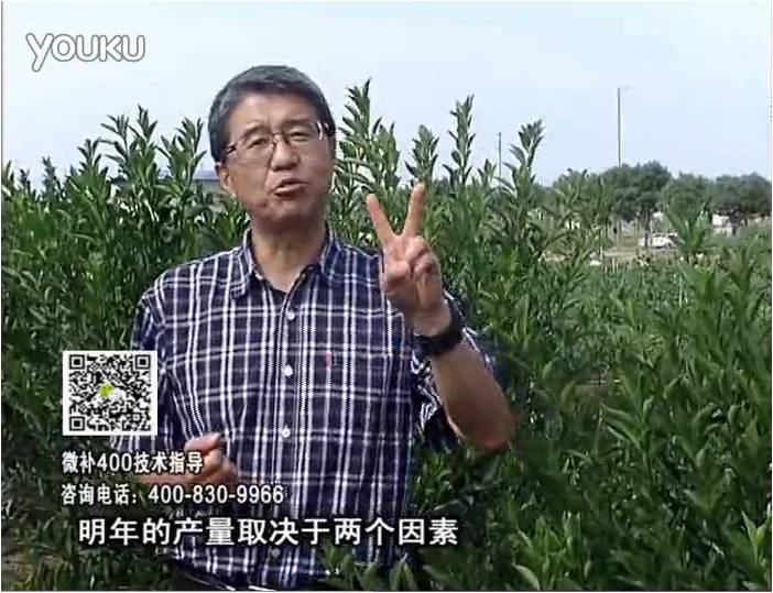 20161205珠江臺搖錢(qián)樹(shù)：柑橘?lài)娛┪⒀a花力+碧力、下因迪樂(lè )有機肥，促花恢復長(cháng)勢好