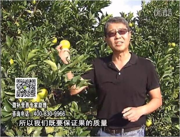 20161212珠江臺搖錢(qián)樹(shù)：紅江橙淋微補根力鈣+沖力，噴紅果力，樹(shù)勢壯，果品質(zhì)好