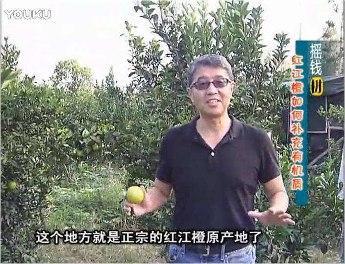 20161219珠江臺搖錢(qián)樹(shù)：紅江橙用微補方案，裂果少、樹(shù)勢好