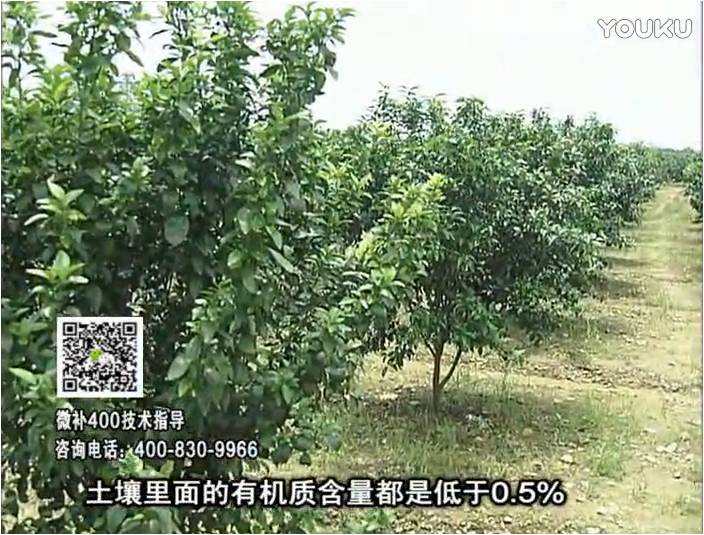 20161226珠江臺搖錢(qián)樹(shù)：柑橘?lài)娢⒀a蓋力防霜凍果、采后促花恢復樹(shù)勢撒微補倍力+有機肥