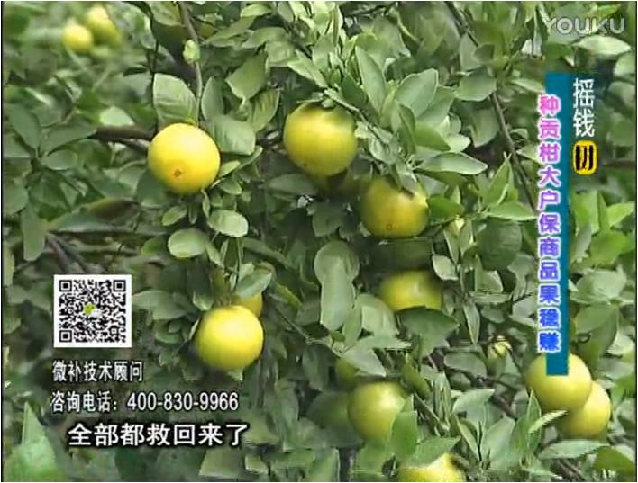 20170102珠江臺搖錢(qián)樹(shù)：柑橘?lài)娢⒀a蓋力防凍抗凍，采后冬肥下微補倍力+有機肥