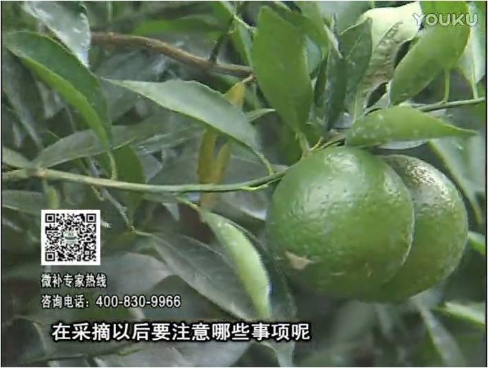 20170109珠江臺搖錢(qián)樹(shù)：新會(huì )柑用微補方案，保樹(shù)好，果品質(zhì)高，年年有收獲