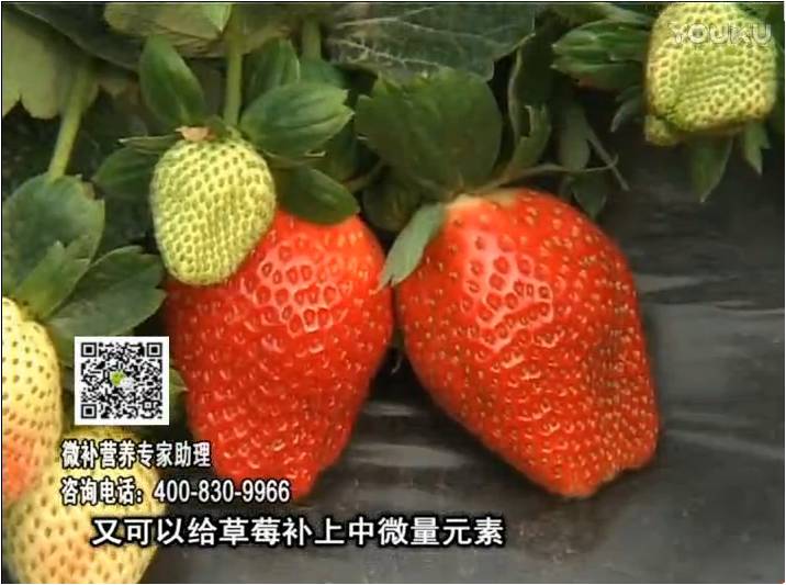 20170123珠江臺搖錢樹：草莓用微補方案，促根苗壯、開花坐果好